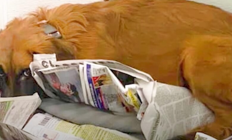 Dog Made Bed In Corner After Dragged To Shelter & Won't Engage With Anyone
