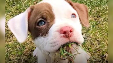 Dog-Mom Honors Her Beloved Pit Bull That Left A Gaping Hole In Her Soul