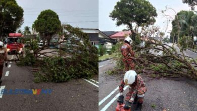 Falling trees damage cars in Johor - get special perils insurance for vehicle coverage against storm damage