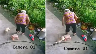 Small Puppy Helps Elderly Woman Sit Down