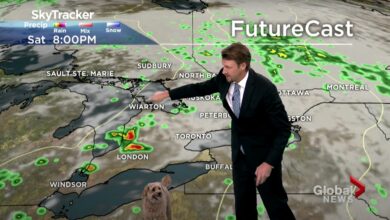 Meteorologist's Dog Interrupts Weathercast In Search Of Treats