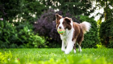 What's The Bite Force of a Border Collie & Does It Hurt?