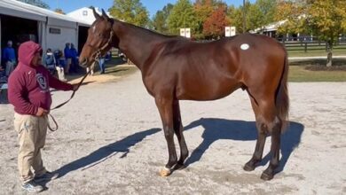 Timberlake Is Big Update for F-T October Sale Colt
