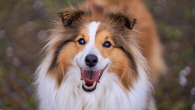 7 Best Ear Cleaners for Shelties