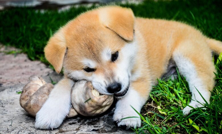 20 Fun & Fascinating Facts About Akita Puppies