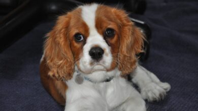 20 Fun & Fascinating Facts About Cavalier Puppies