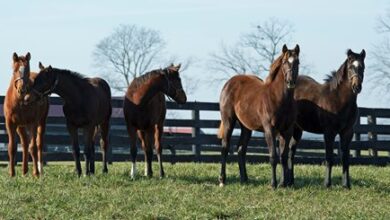 Breeders' Cup Foal Nomination Deadline Closes Oct. 15
