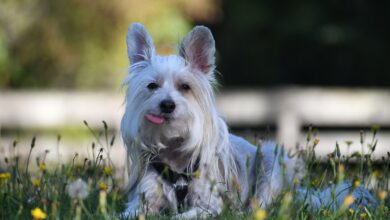 What's The Bite Force of a Chinese Crested & Does It Hurt?