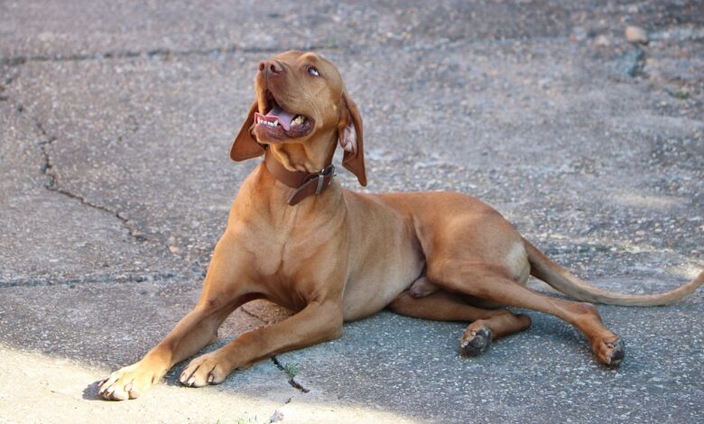 Monthly Cost to Own a Vizsla