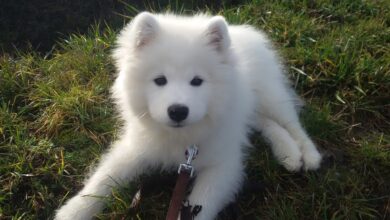 20 Fun & Fascinating Facts About Samoyed Puppies