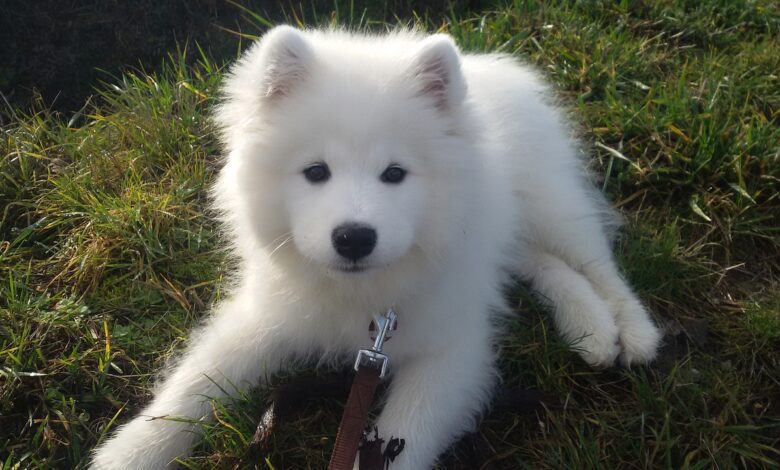 20 Fun & Fascinating Facts About Samoyed Puppies