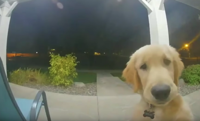 Dog Rings Doorbell To Get Back In After Escaping The House