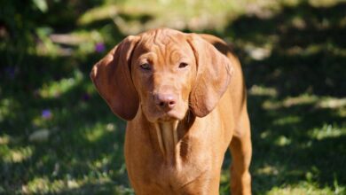 20 Fun & Fascinating Facts About Vizsla Puppies
