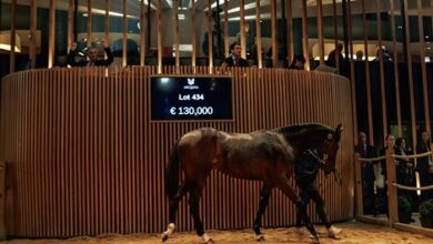 Trade Quiets Down During Oct.19 Arqana October Session
