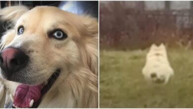 Mistreated Rescue Dog Joyously Bunny Hops When He Understands He's Safe