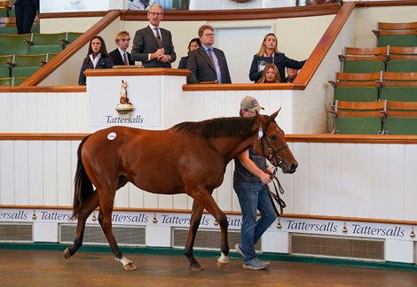Dubawi Filly From Famous Family Tops at 725,000gns