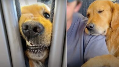 Dog Wears Down Strangers To Get Their Attention And Spread His Good Mood
