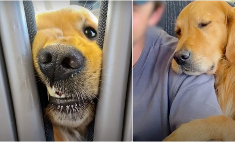 Dog Wears Down Strangers To Get Their Attention And Spread His Good Mood