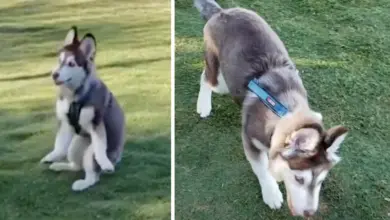 This Husky Pup Had Trouble Walking, But One Person Thought He Was Perfect