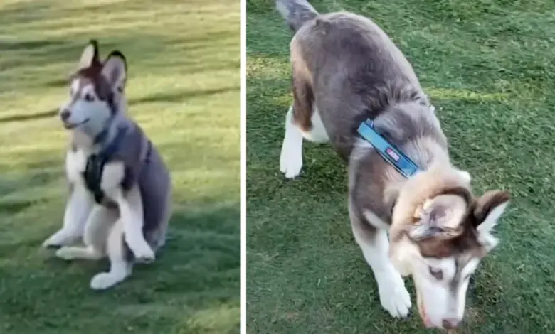 This Husky Pup Had Trouble Walking, But One Person Thought He Was Perfect