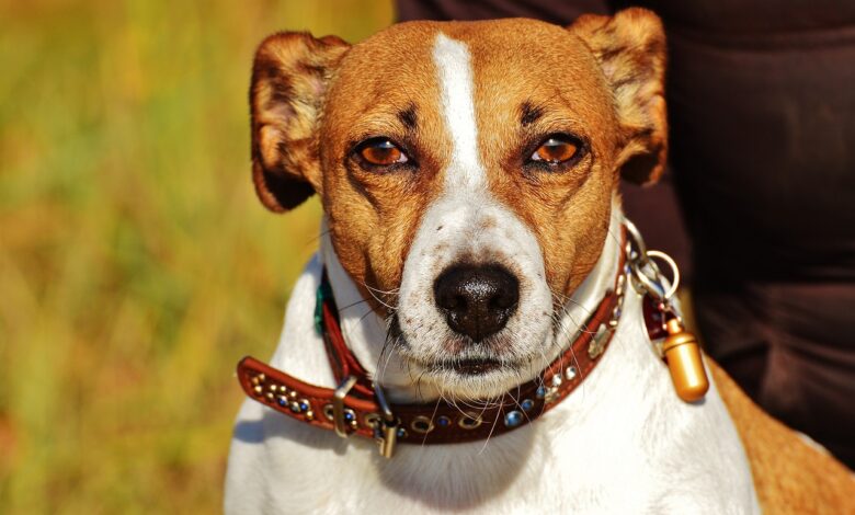 Monthly Cost to Own a Jack Russell