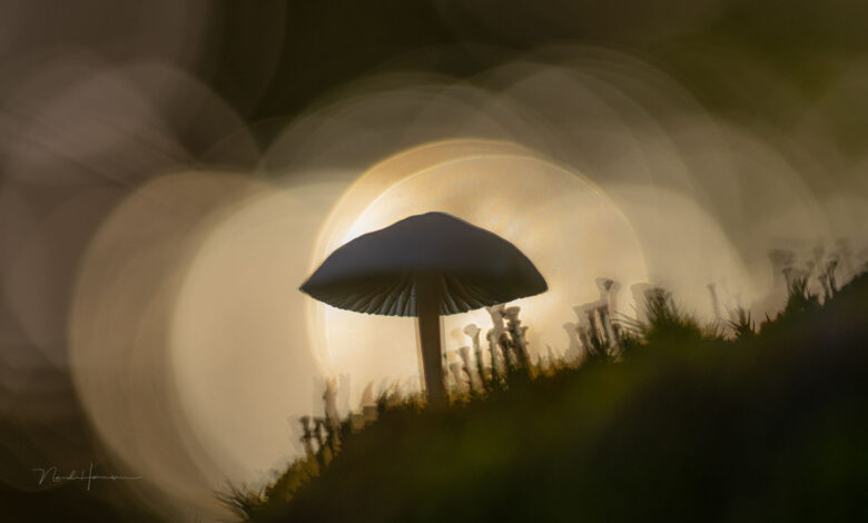 Tips and Ideas for Photographing Mushrooms Without a Macro Lens