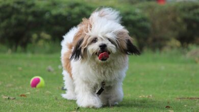 20 Fun & Fascinating Facts About Lhasa Apso Puppies