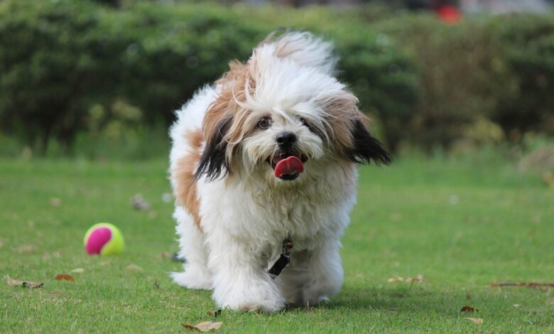 20 Fun & Fascinating Facts About Lhasa Apso Puppies