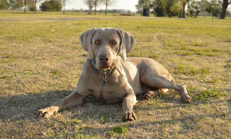 Monthly Cost to Own a Weimaraner