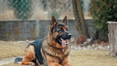Monthly Cost to Own a German Shepherd