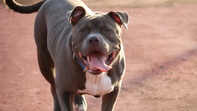 What Were Pit Bulls Originally Bred For?