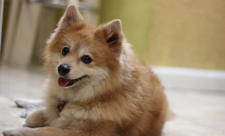 Monthly Cost to Own a Pomeranians