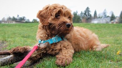 20 Fun & Fascinating Facts About Labradoodle Puppies
