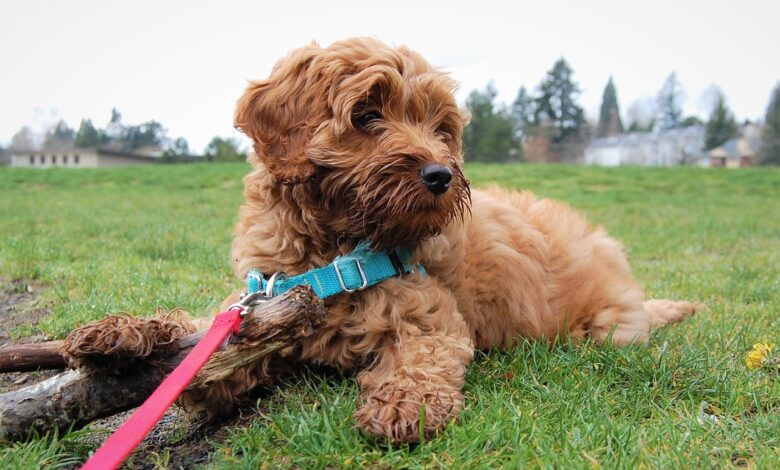 20 Fun & Fascinating Facts About Labradoodle Puppies