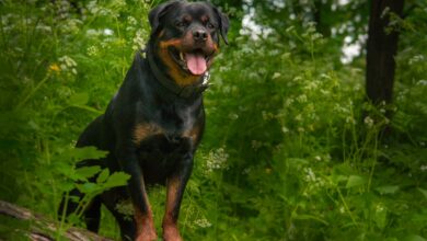 Are Rottweilers Aggresive?