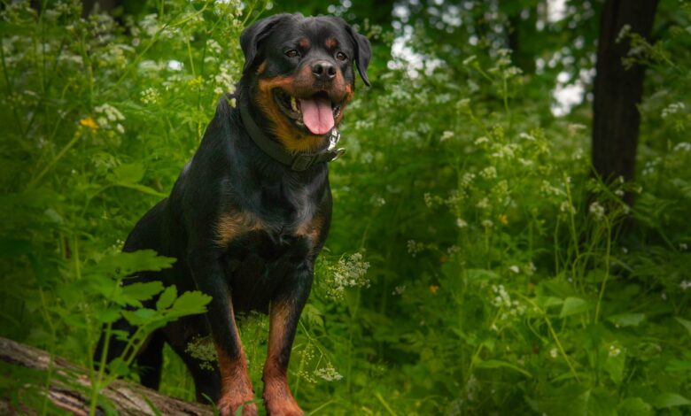 Are Rottweilers Aggresive?