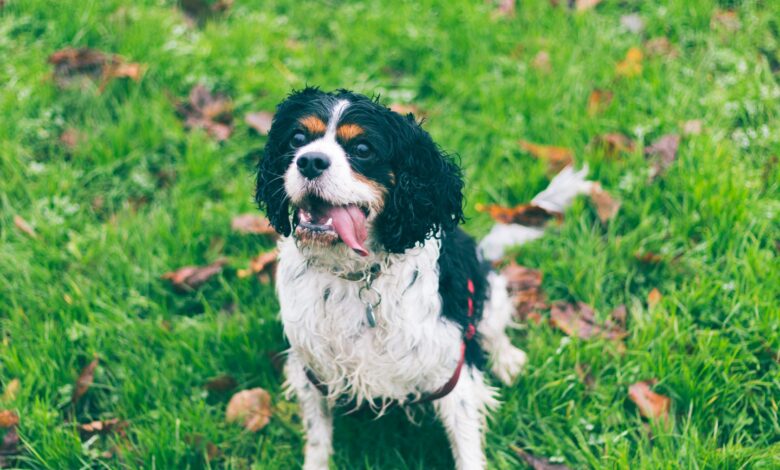 Monthly Cost to Own a English Springer Spaniel