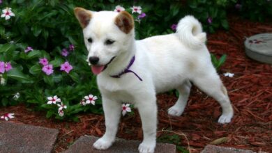 20 Fun & Fascinating Facts About Shiba Inu Puppies