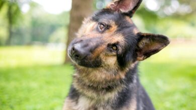 Is a German Shepherd a Good Guard Dog?