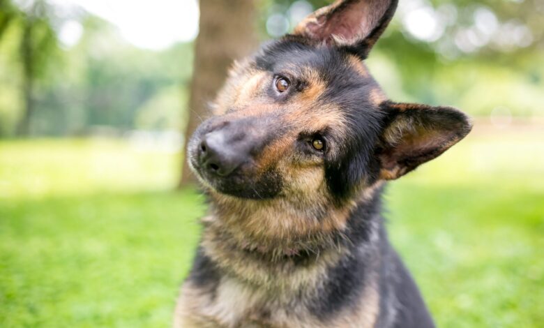 Is a German Shepherd a Good Guard Dog?