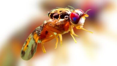 Fruit Flies Are Invading Los Angeles. The Solution? More Fruit Flies.
