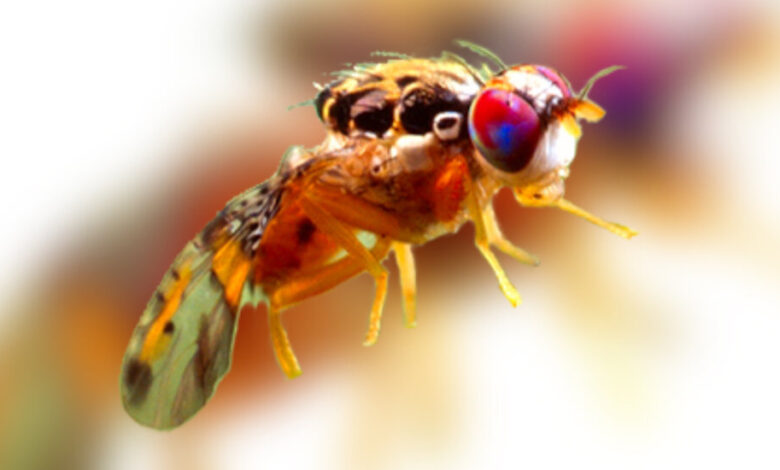 Fruit Flies Are Invading Los Angeles. The Solution? More Fruit Flies.