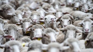 Australia farmers are giving sheep away for free