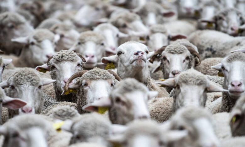 Australia farmers are giving sheep away for free