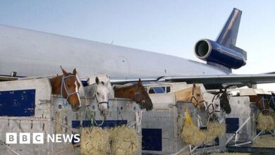 Plane forced to return to airport after horse escapes crate