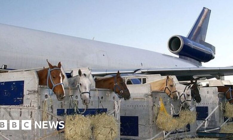 Plane forced to return to airport after horse escapes crate