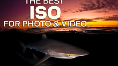 The Pros Discuss the “Best” ISO for Underwater Imaging