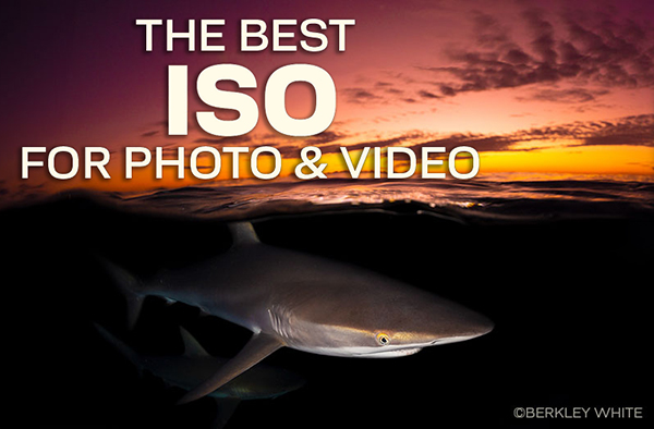 The Pros Discuss the “Best” ISO for Underwater Imaging