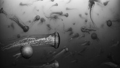 Underwater Portrait Wins 2023 Nature Conservancy Contest