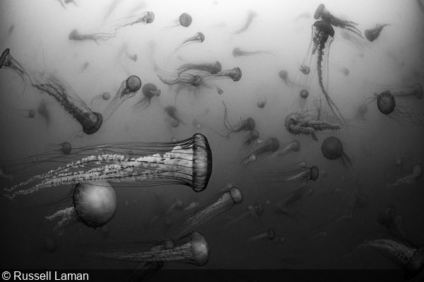 Underwater Portrait Wins 2023 Nature Conservancy Contest